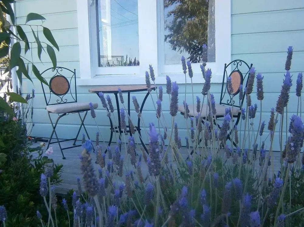 Lavender53