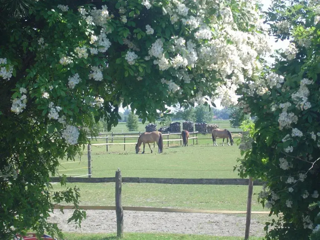 Traberhof - Landurlaub in seiner schönsten Form - freies Reiten inbegriffen - Hunde willkommen - Sauna im Haus - Kanuverleih - tolle Radwege - Deich in Sichtweite