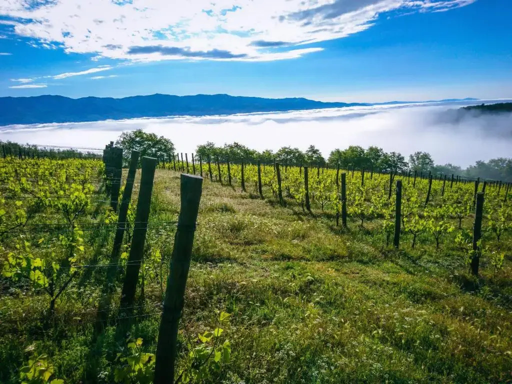 Tenuta La Novella