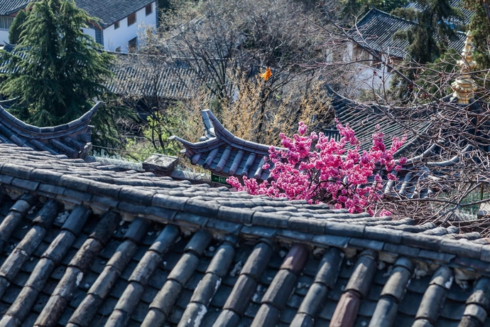 Blooming Island Banshan Yuan