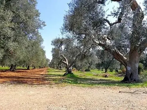La Gemma del Sud