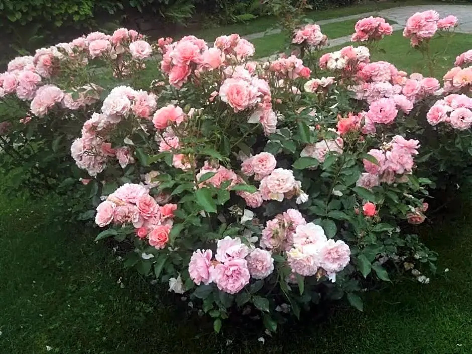 Casetta delle Rose
