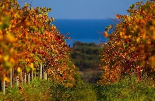 Wine and Roses Bed and Breakfast