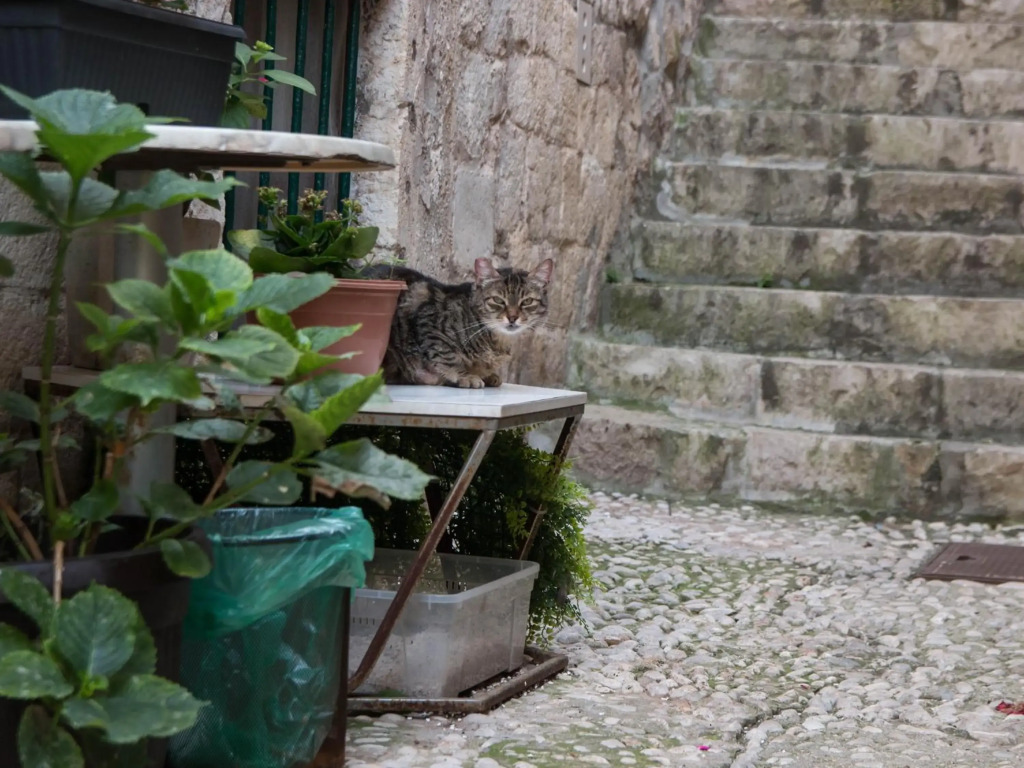 Ella la Bella II Dubrovnik Old town