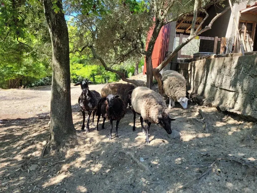 Salara farmhouse