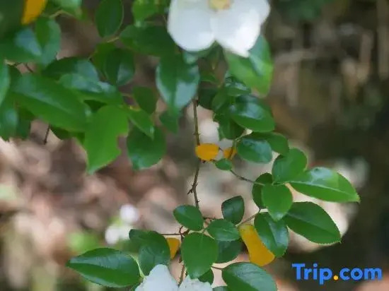 Jiangnan Shufang She (Taohuatan Scenic Area Branch)
