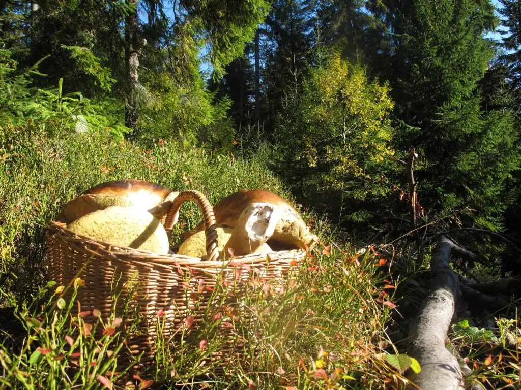 Domek drewniany w górach