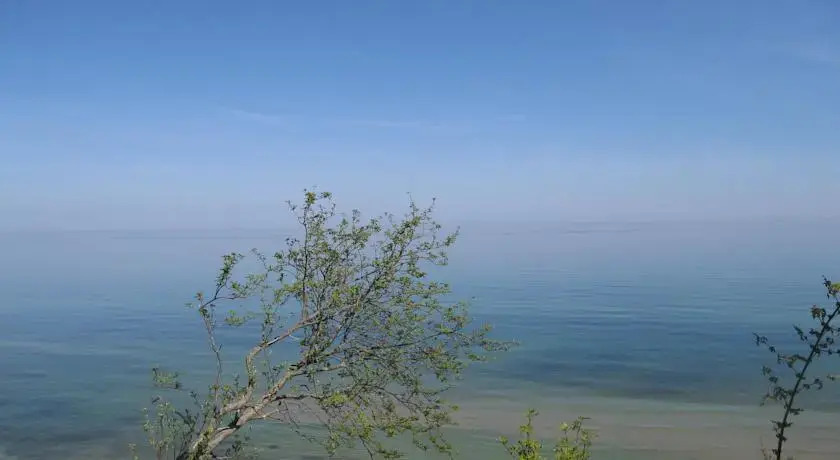 Kwiat Pomarańczy
