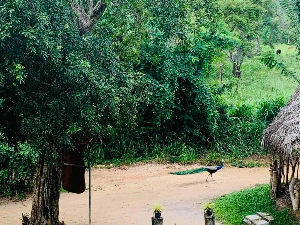 Sigiriya Rock Hide