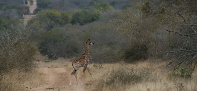 Thulani