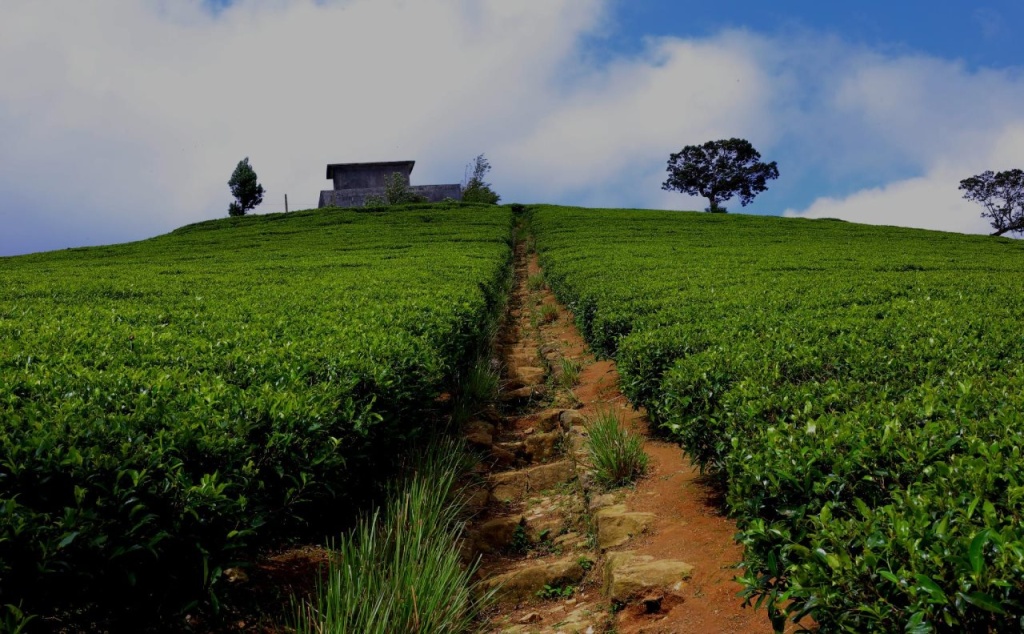 Royal Pearl Hills  Ltd