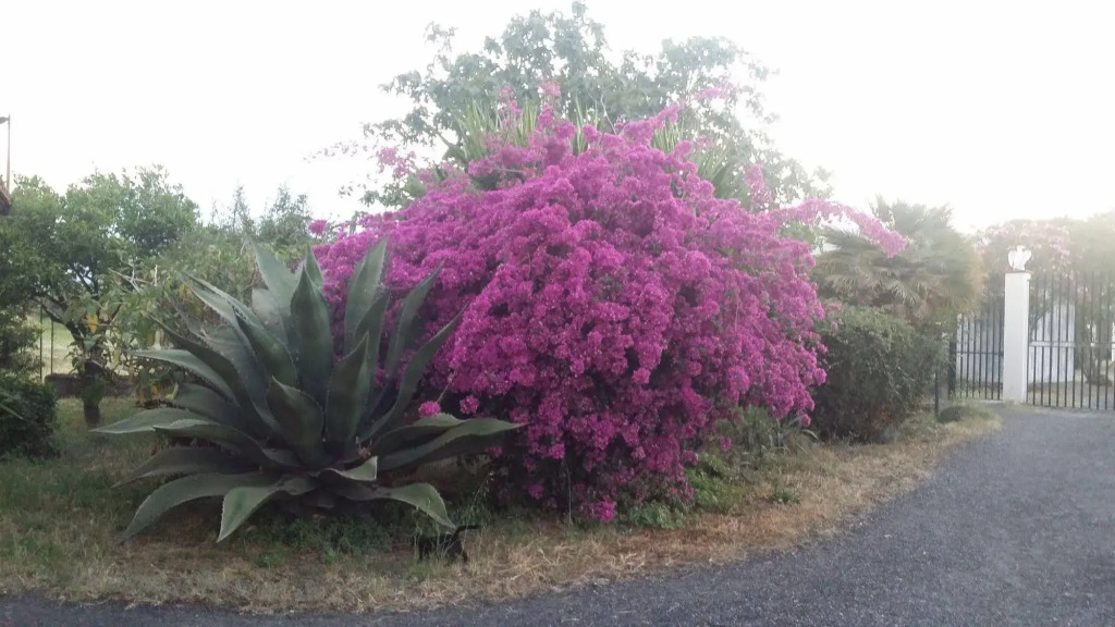 Villa Hibiscus