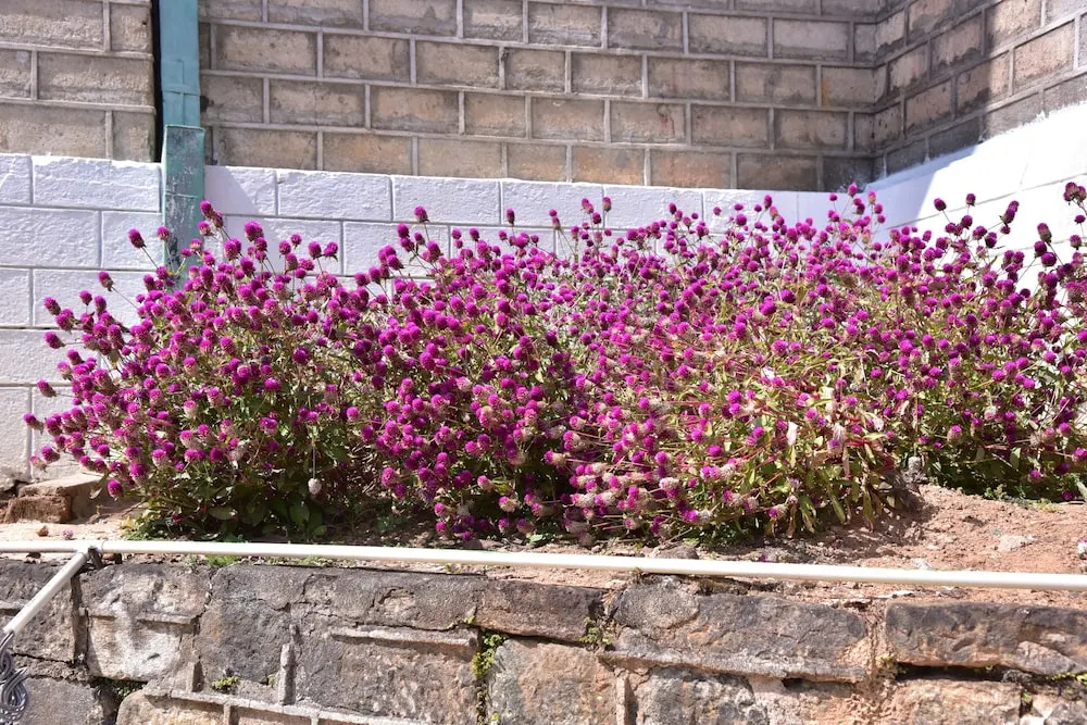 Grand peak tea garden hotel