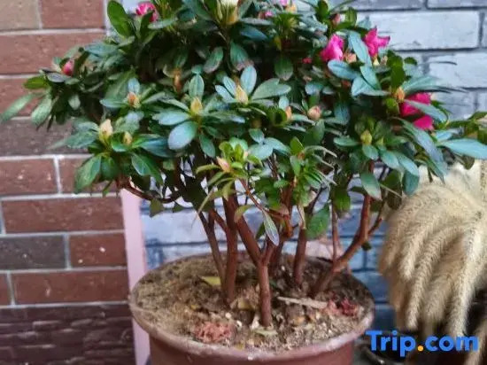 Liyang Gaolaozhuang Homestay