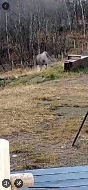 Live in the Realm of the Musk Oxen on Dovrefjell