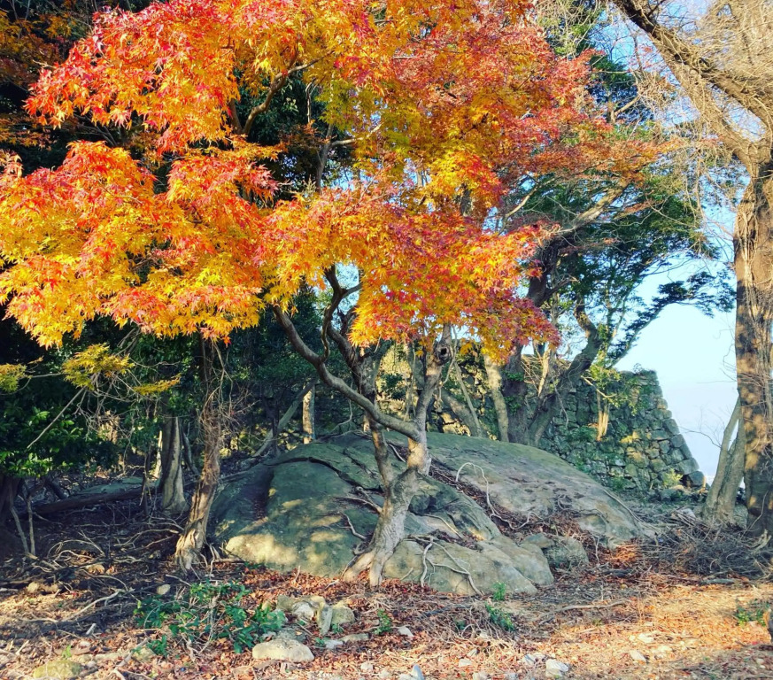 Sumotoya