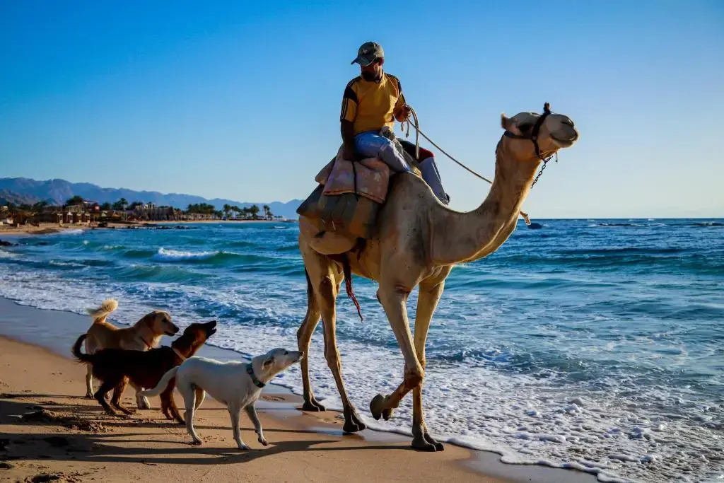 Habiba Beach Lodge
