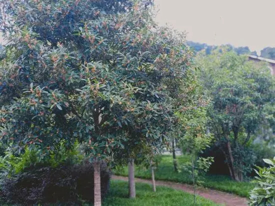 Youyang Meiju Homestay