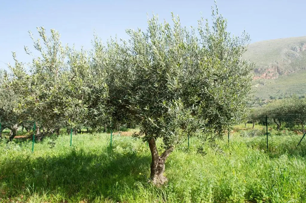 I Segreti di Antonina