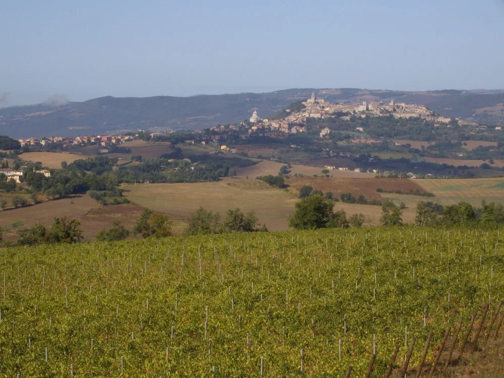 Il Cardo