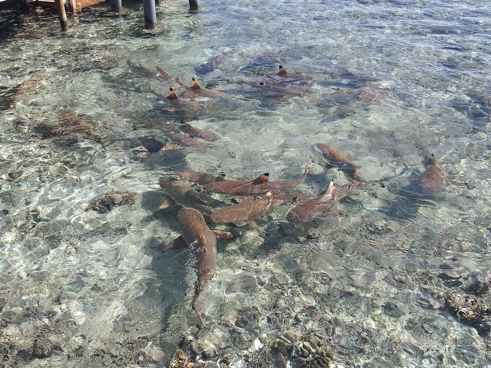 Tetamanu Village & Sauvage