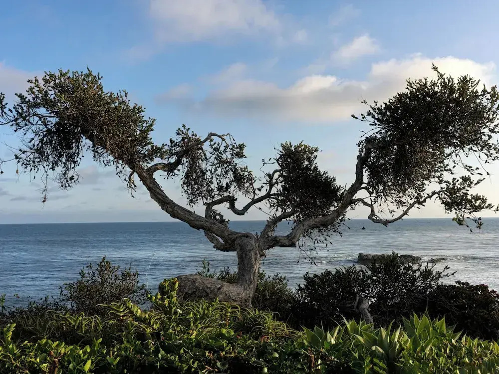 The Inn At Laguna Beach