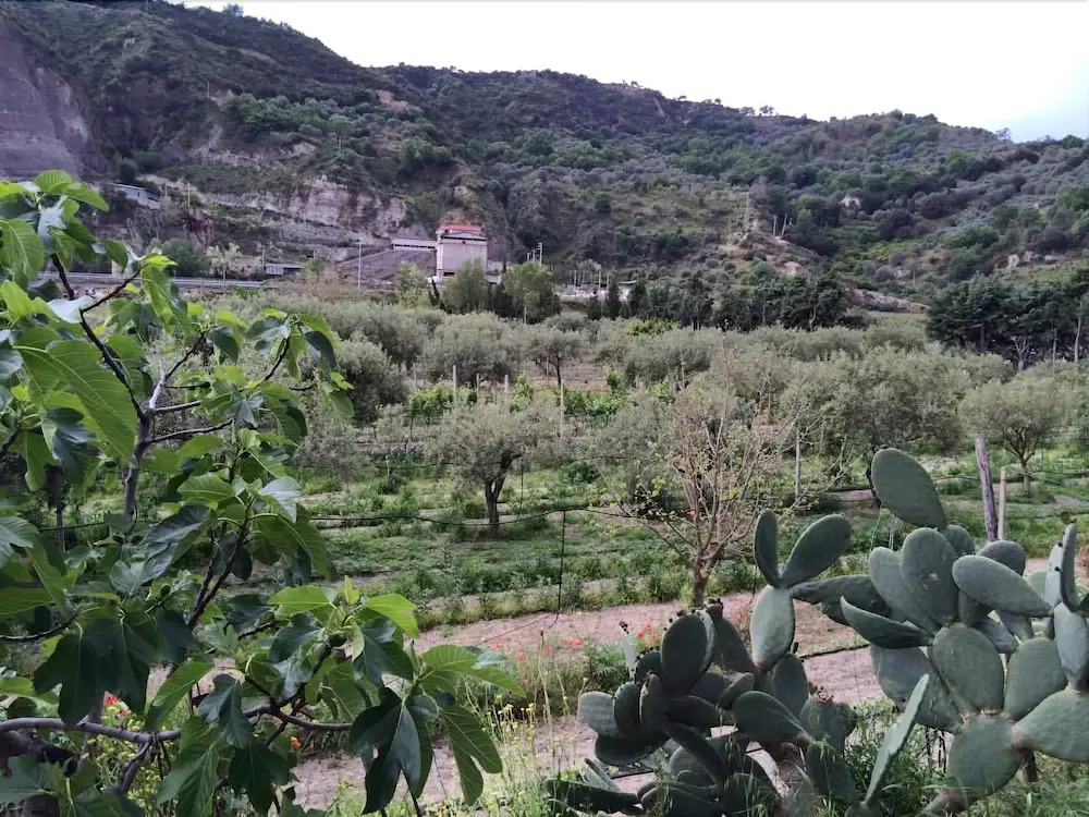 L'Orto Degli Ulivi