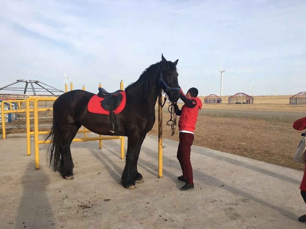 Xilingol Auspicious Horses
