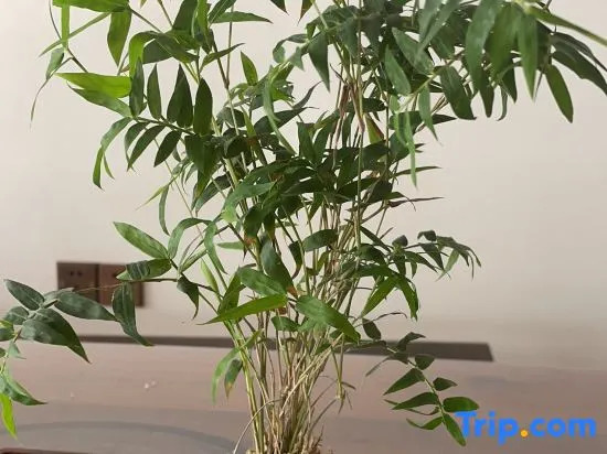 Yandang Montain Quansheng Yanyu Homestay