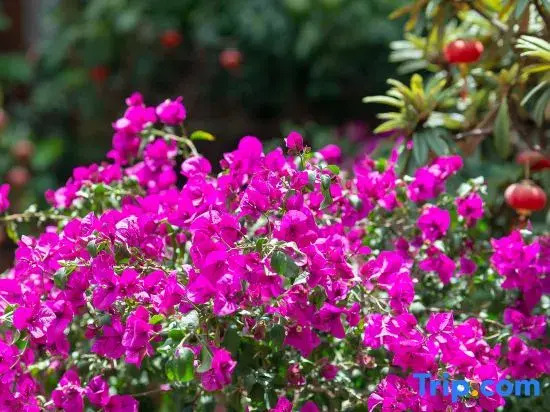 Sanfang Qixiang · Cute Pet | Travel Photography holiday Villa