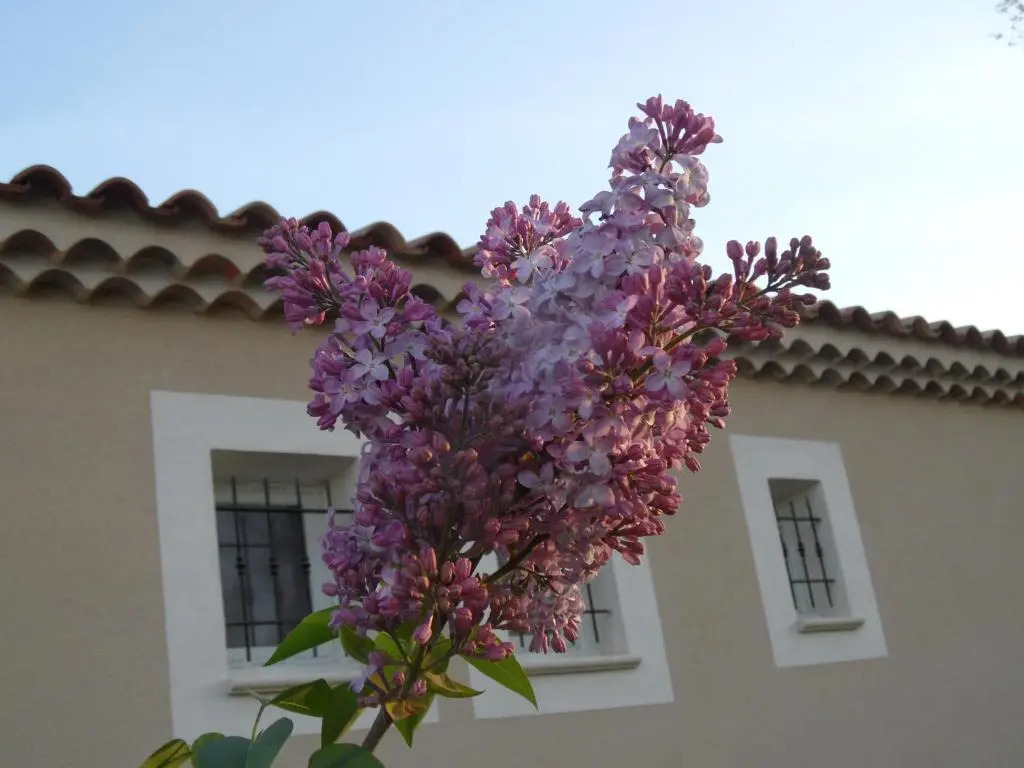 Les Lilas des Chênes, Provence proche dOrange, Gorges de lArdèche, Mont Ventoux