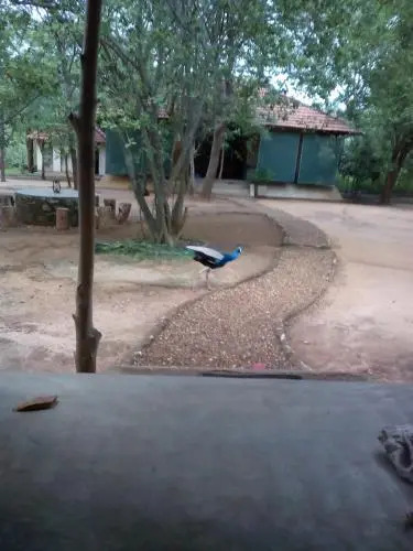 Sunil'S Jungle Bungalow