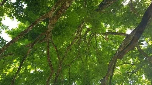 Sinharaja Rainforest Vibe