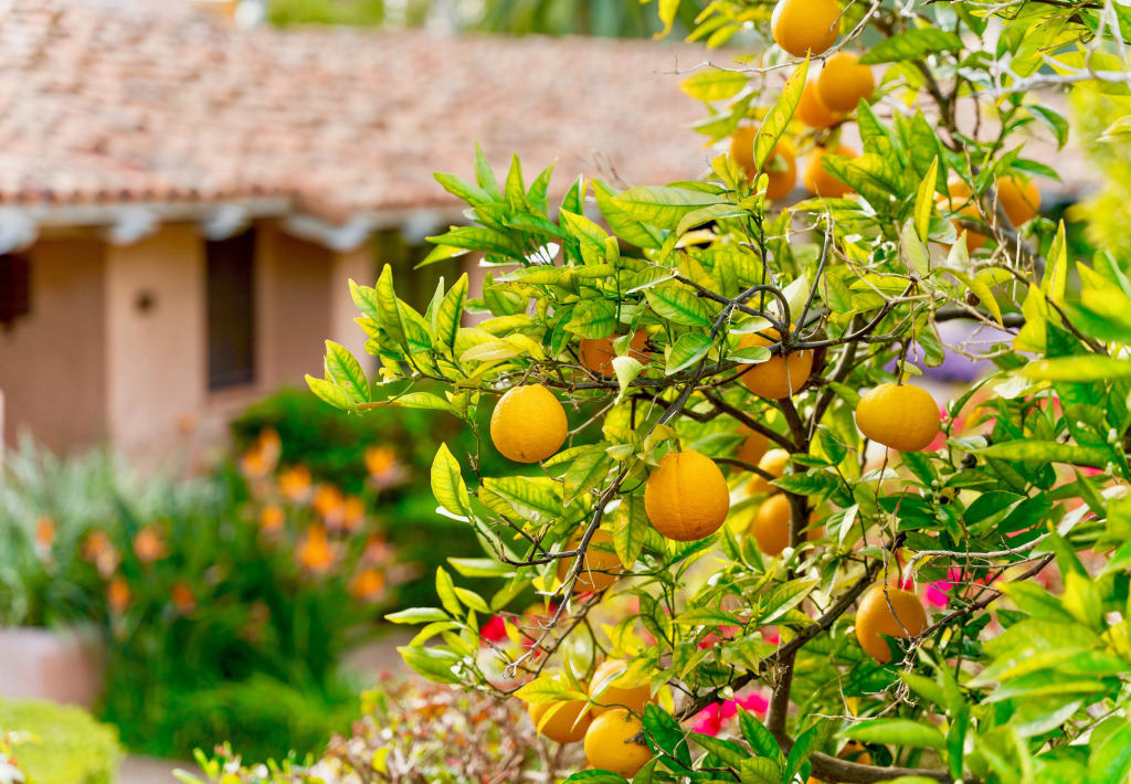 Rancho Valencia Resort and Spa