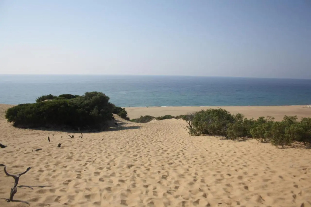 Majori