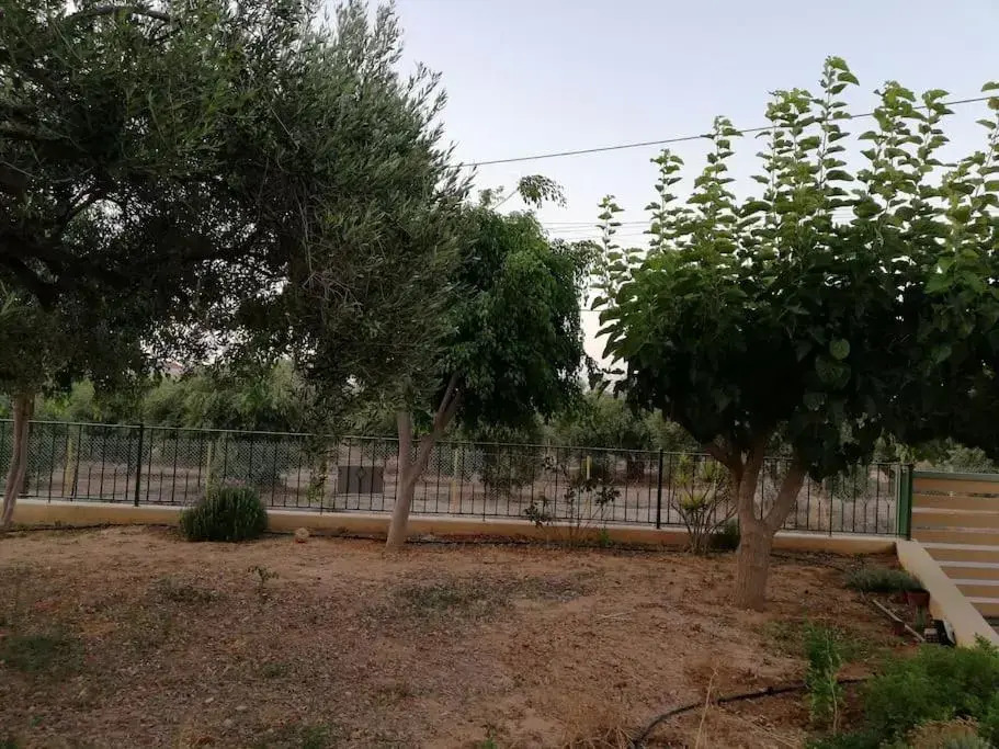 Olive grove with sea view, 20' walk to the beach