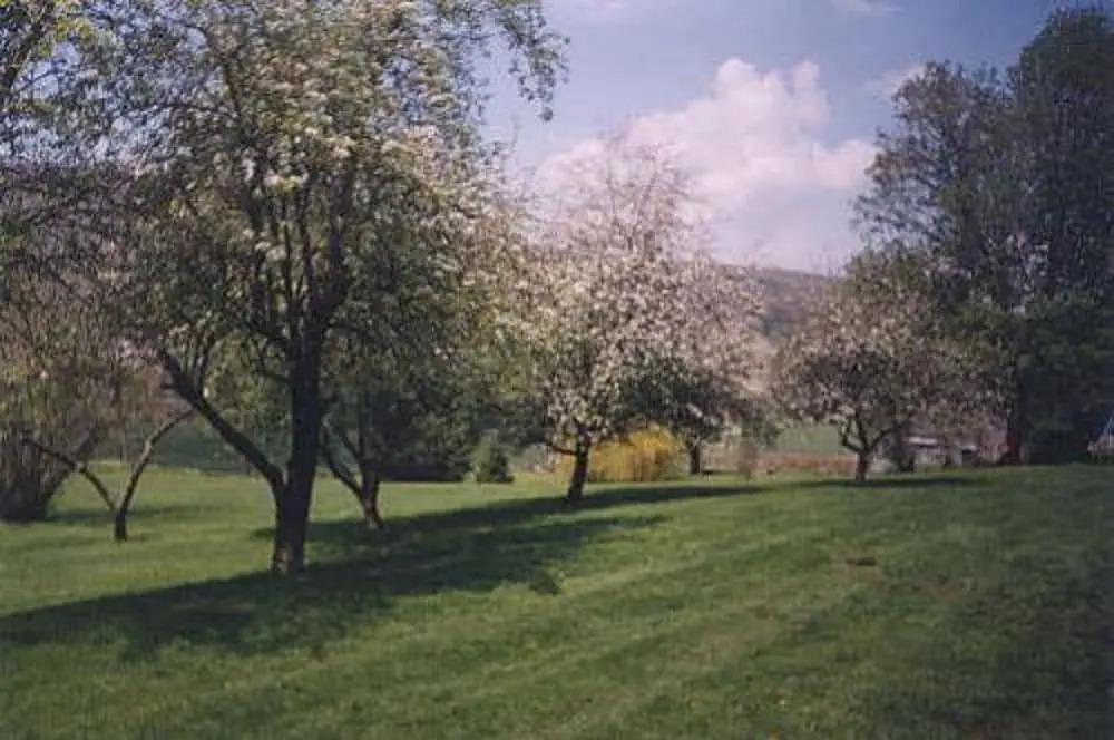 Monier Manor