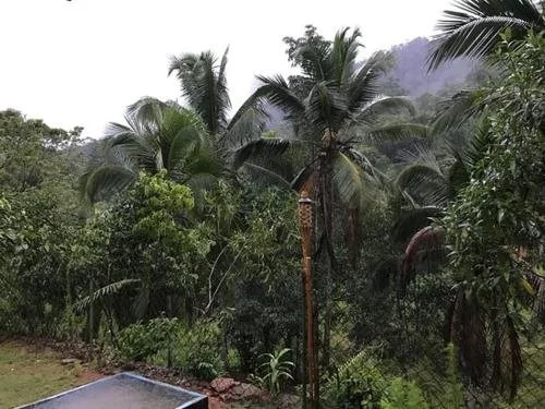 Sinharaja Rainforest Vibe