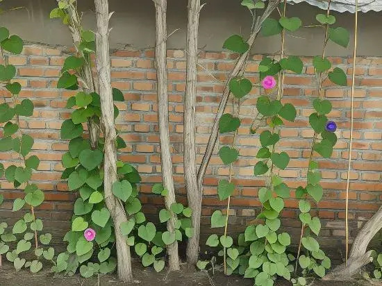 Xiaoxinjia Homestay