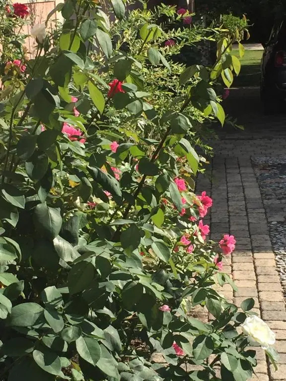 Rose Garden Studio
