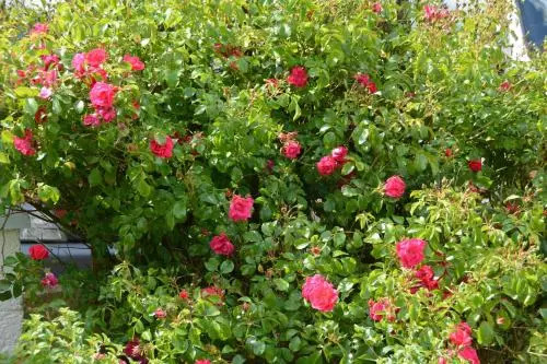 Happy Acre B&B