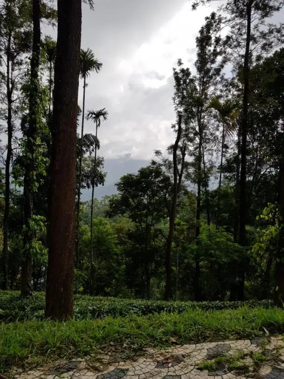 Green Tea Estate Bungalow