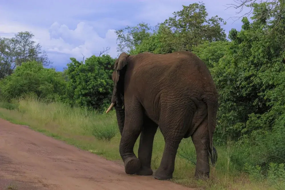 Virunga House
