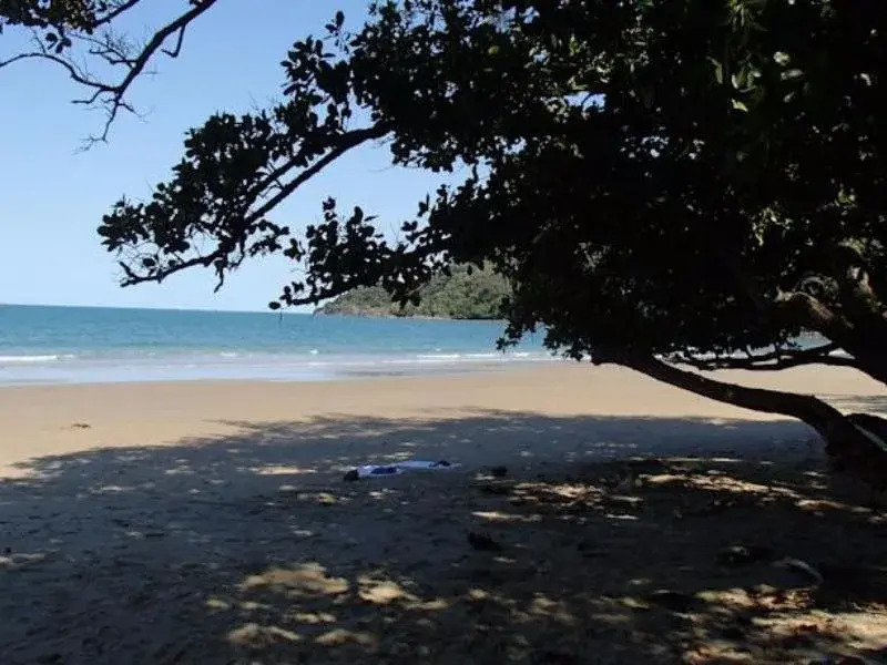 Daintree Crocodylus