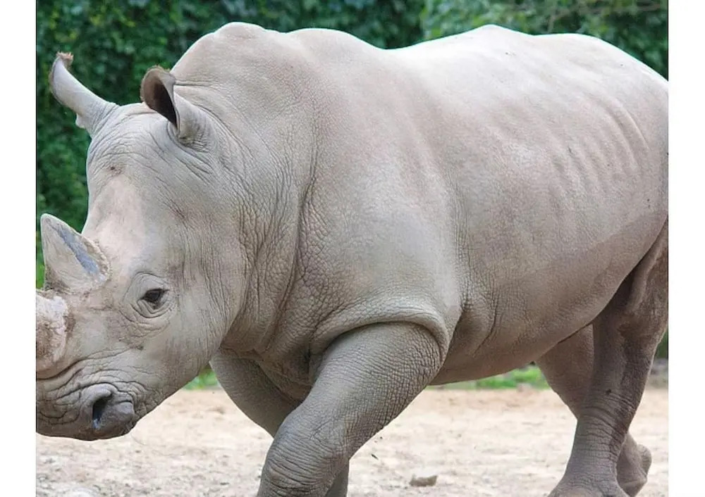The Rhinos 1