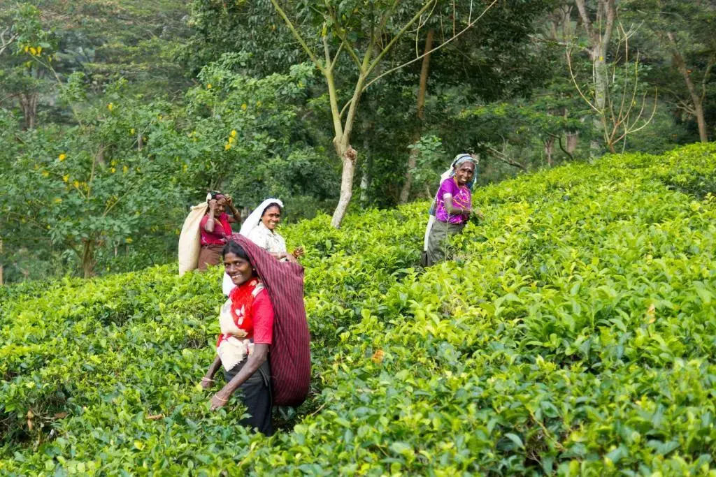 Ashburnham Estate-98 Acre Tea Estate with Private Waterfalls