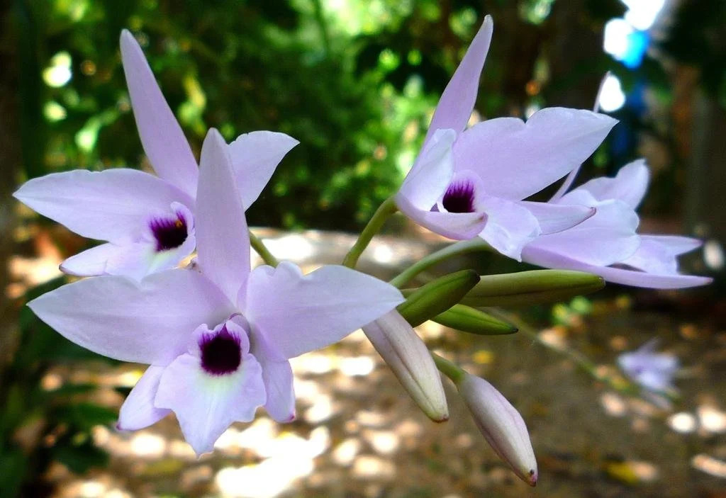 Sacbe Inn