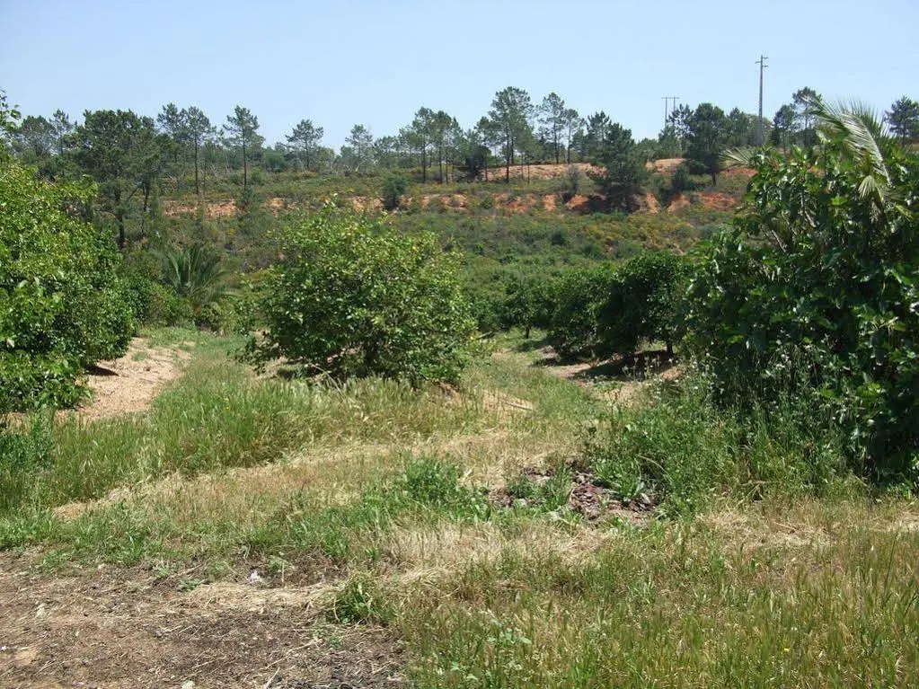 Casa da Vinha