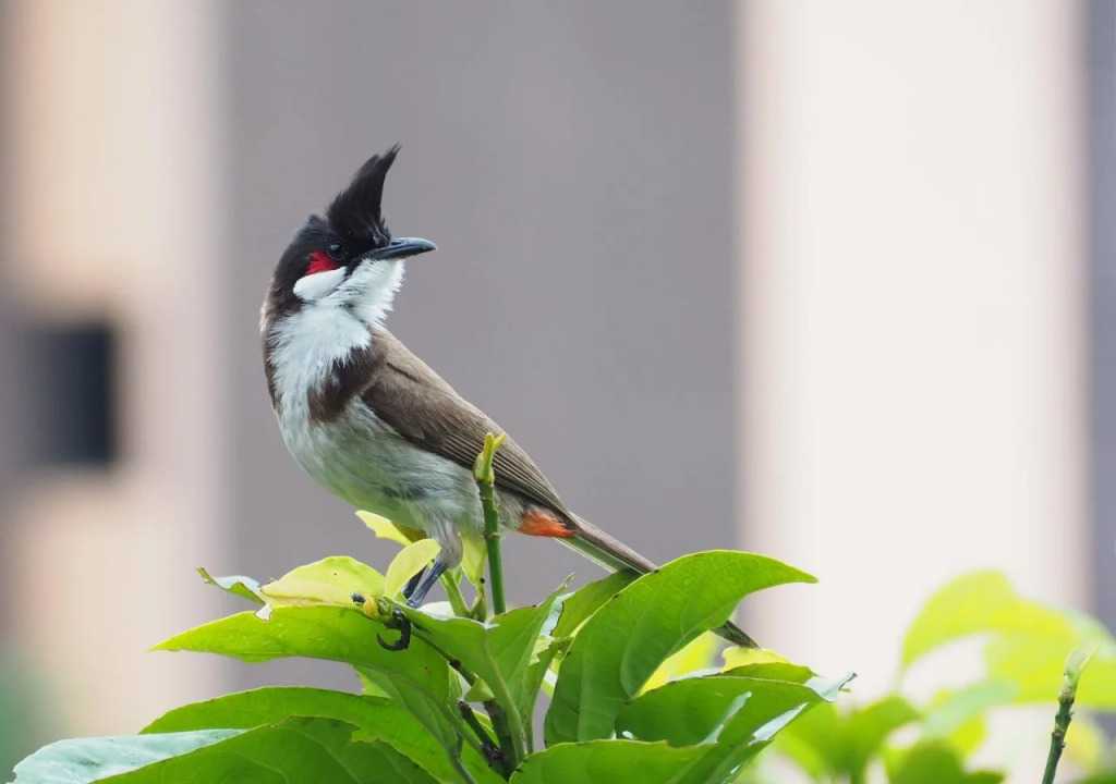 Amatalannavillage Chiangmai อมตะล้านนาวิลเลจ เชียงใหม่