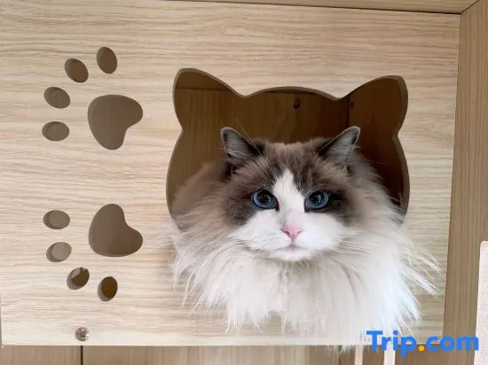 Three Cats Inn